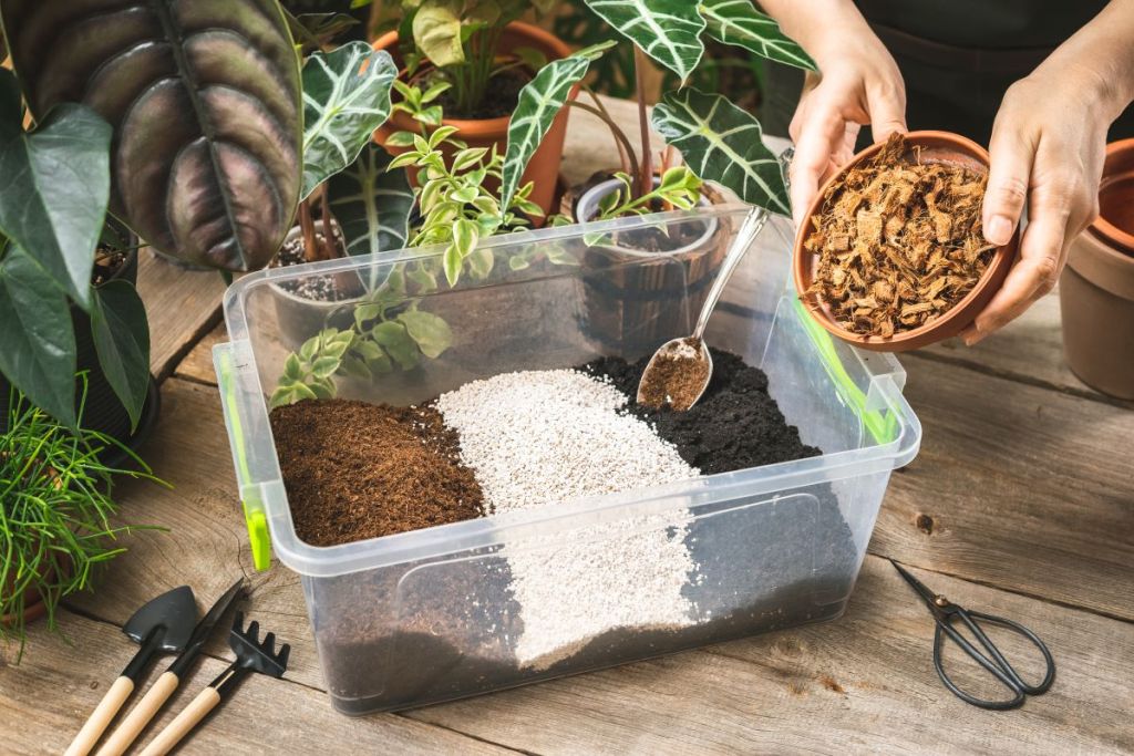 Need Epiphyte Soil? Easy DIY Recipes and Where to Buy It!