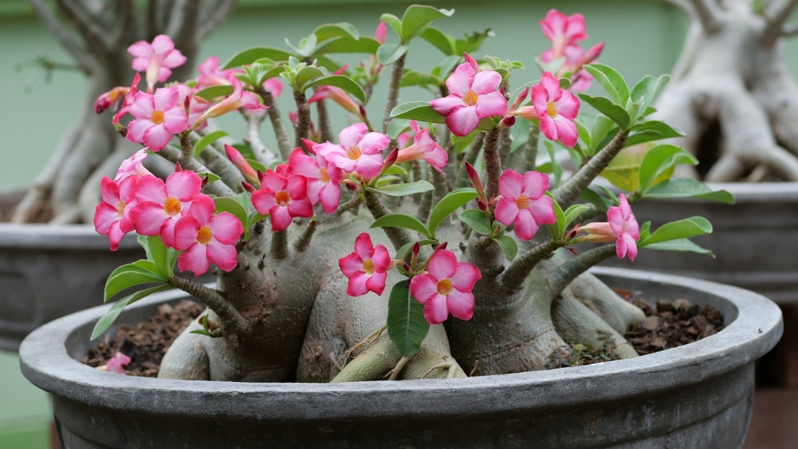 Desert Rose Care: Temperature Tips for Thriving Plants.