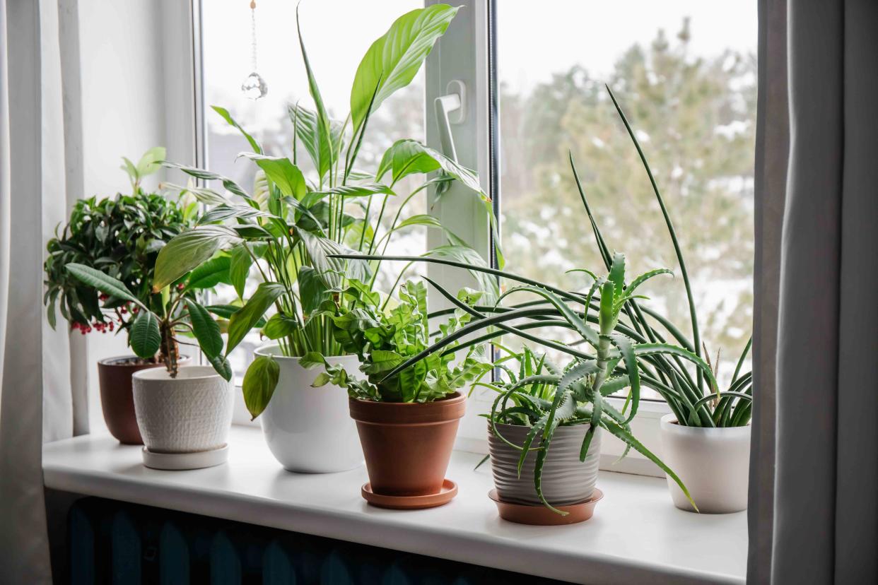 Fertilizing Plants in Winter: Easy Tips (Should You Do It?)