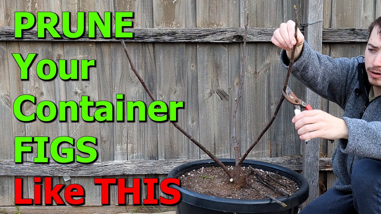 Container Fig Trees Pruning: When and How to Do It Right!