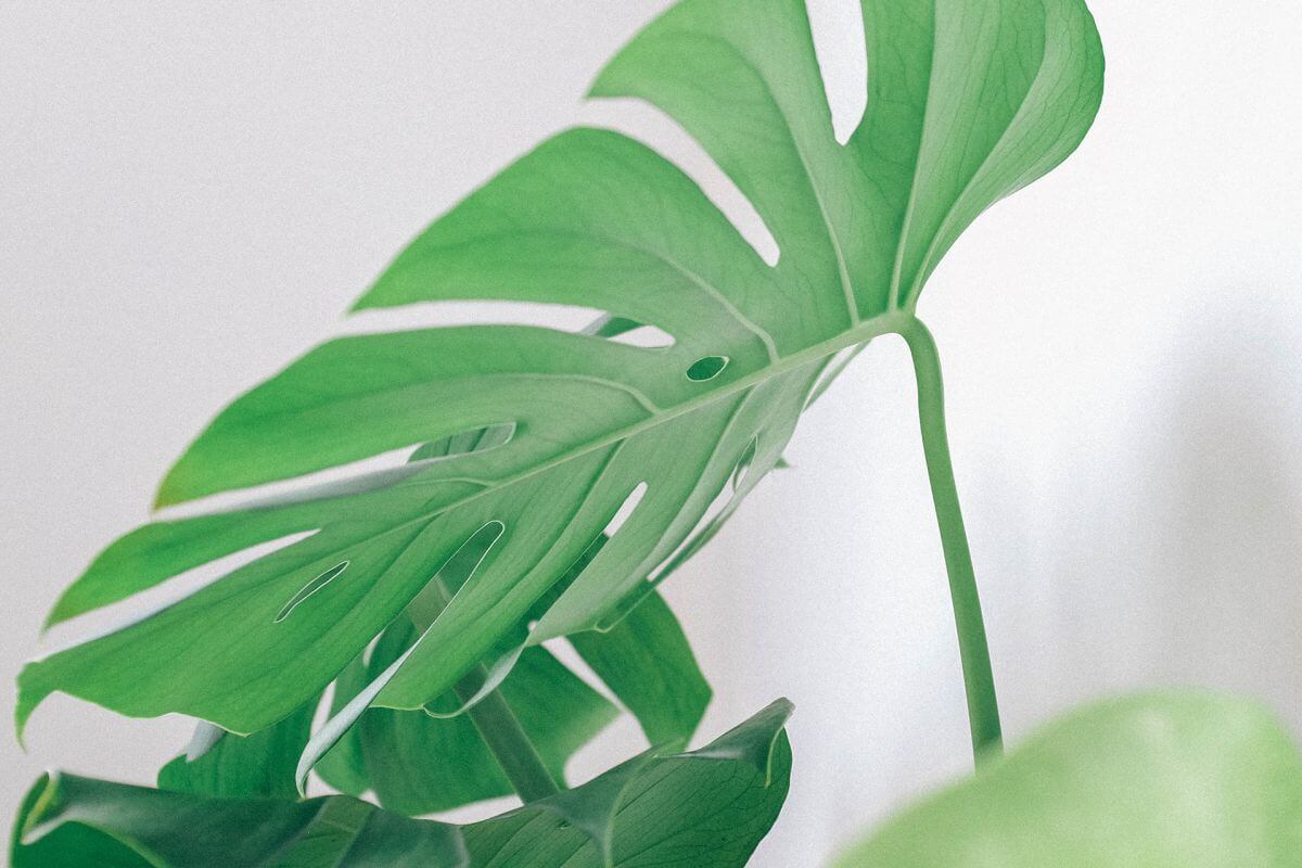 Monstera Low Temperature: Is Your Plant at Risk? (Winter Care Guide!)