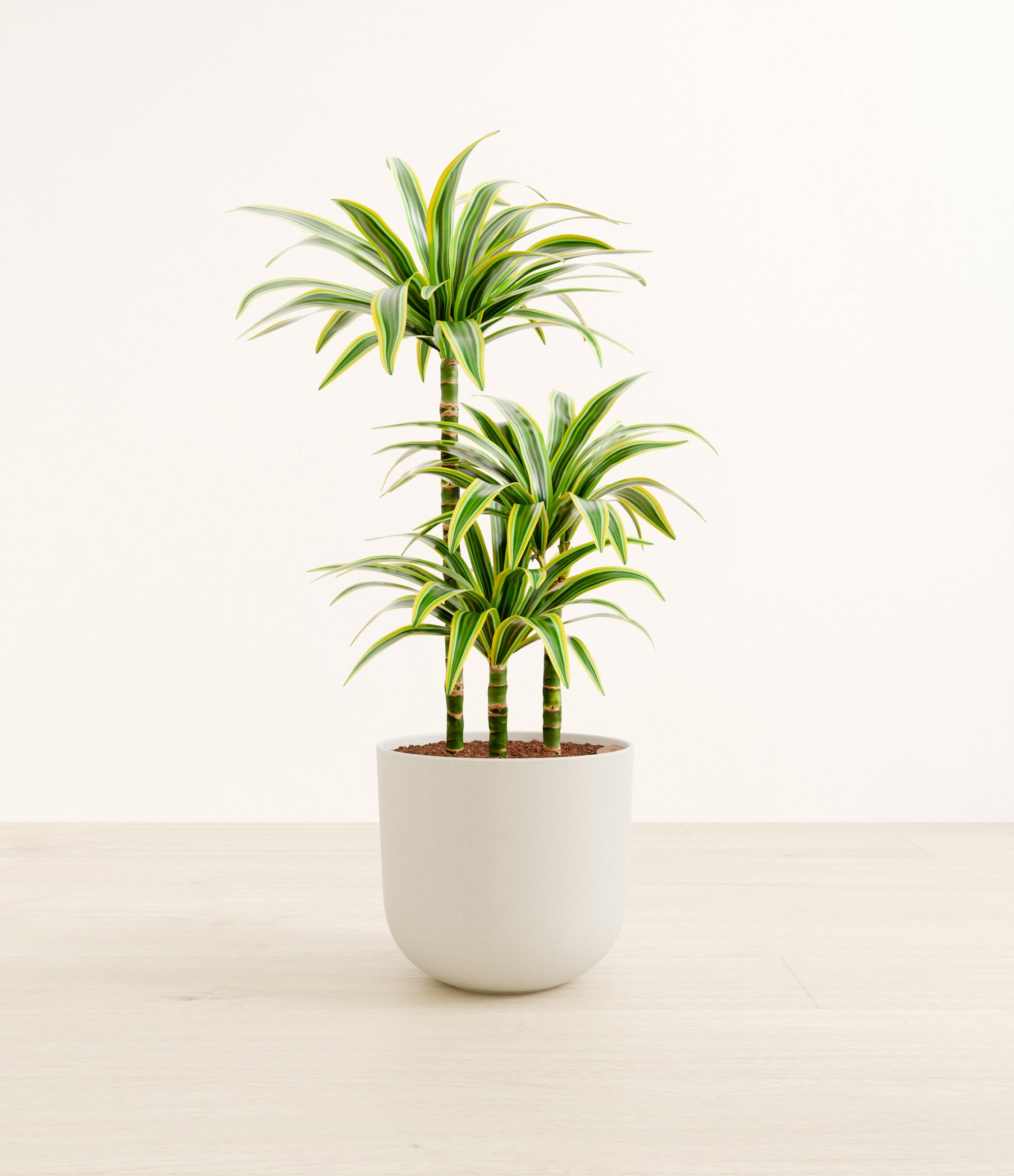 Lemon Lime Dracaena Plant Care: The Simple way! | Get Lush Green Leaves