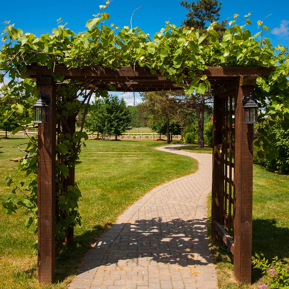 Low Light Vines: Easy Care Options for Shady Spaces!