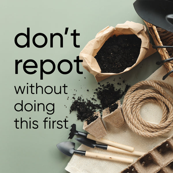 Repotting Matt? Dont Make These Common Mistakes,do that.