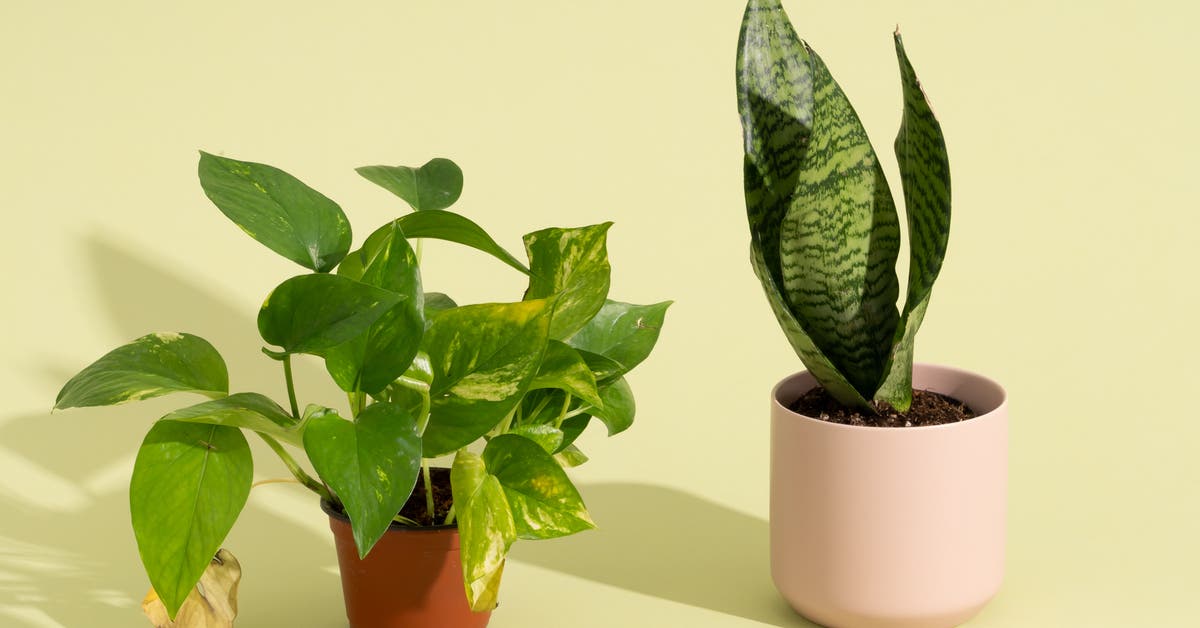 Order Big Plants Online: Get Fast Delivery to Home.