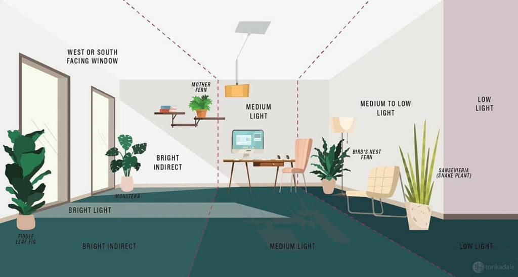 Do plants need Grow lights during winter? | Expert advice