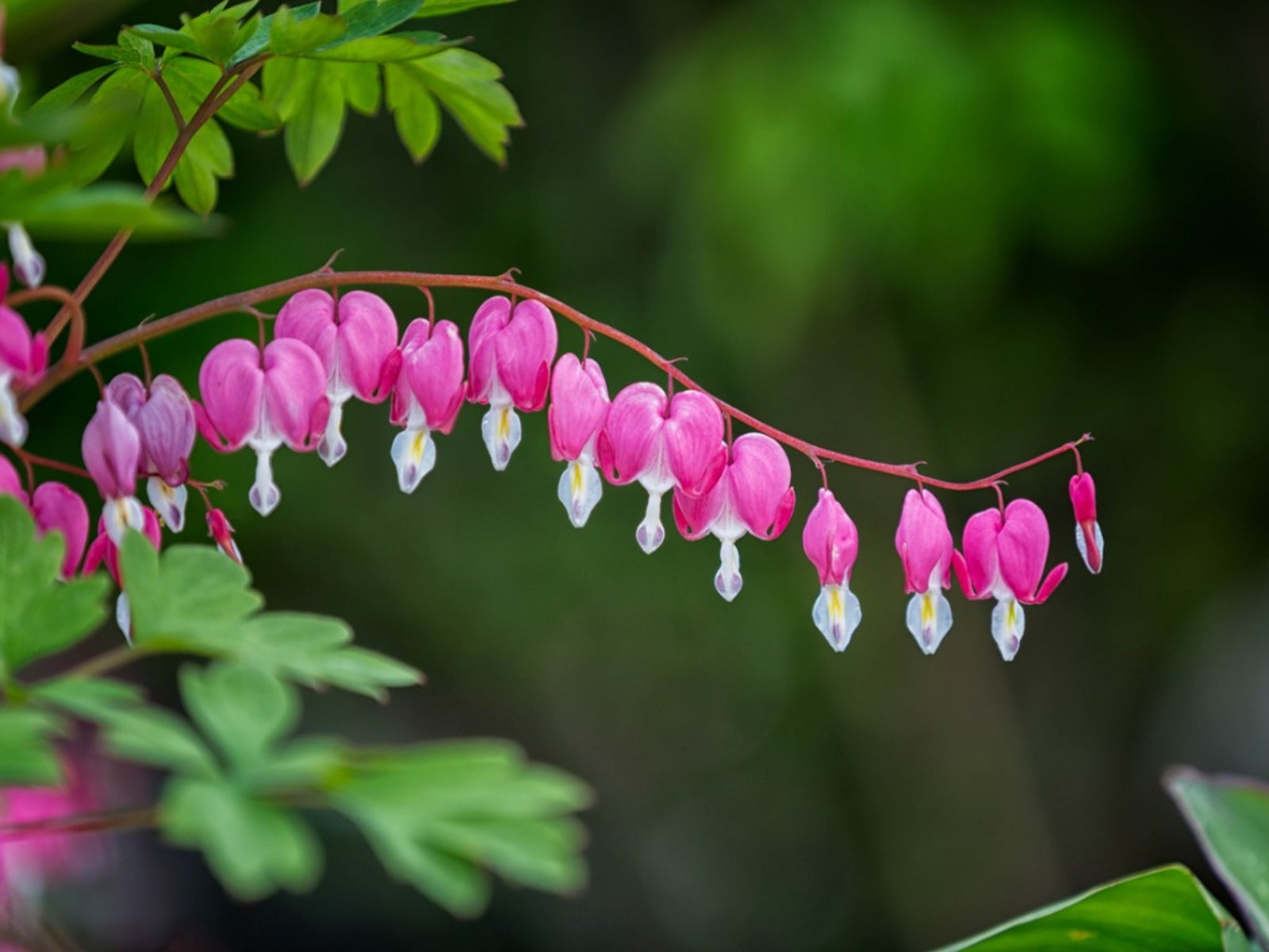 Help! My Bleeding Heart Plant Wont Flower (What to Do Now?)