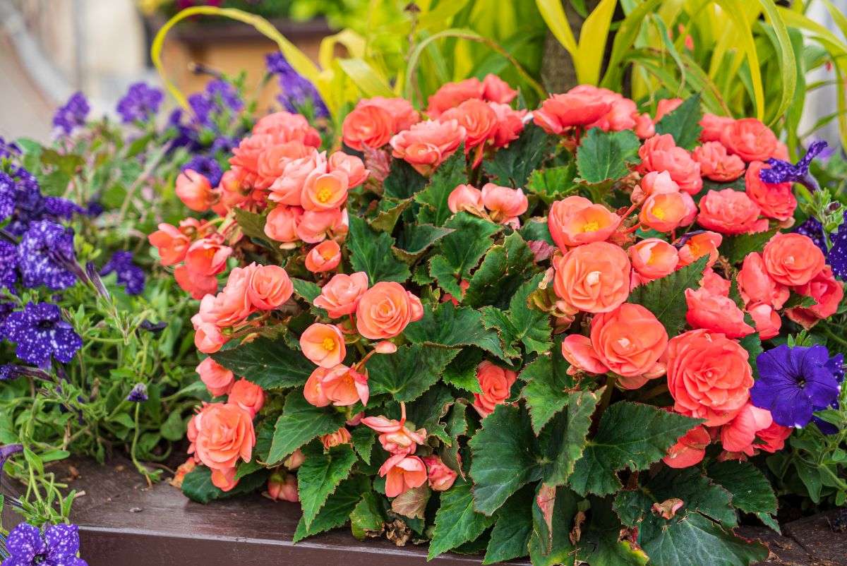 Low Temperature for Begonias: Easy Guide for Beginners about Cold Hardiness.