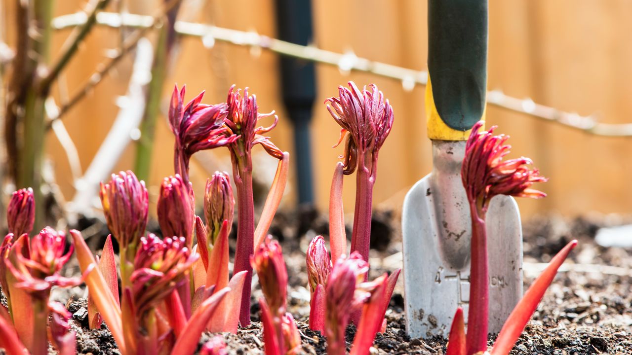 Your Guide to Peony Care in Spring: Make Your Flowers Flourish (Quick Tips, Big Results)