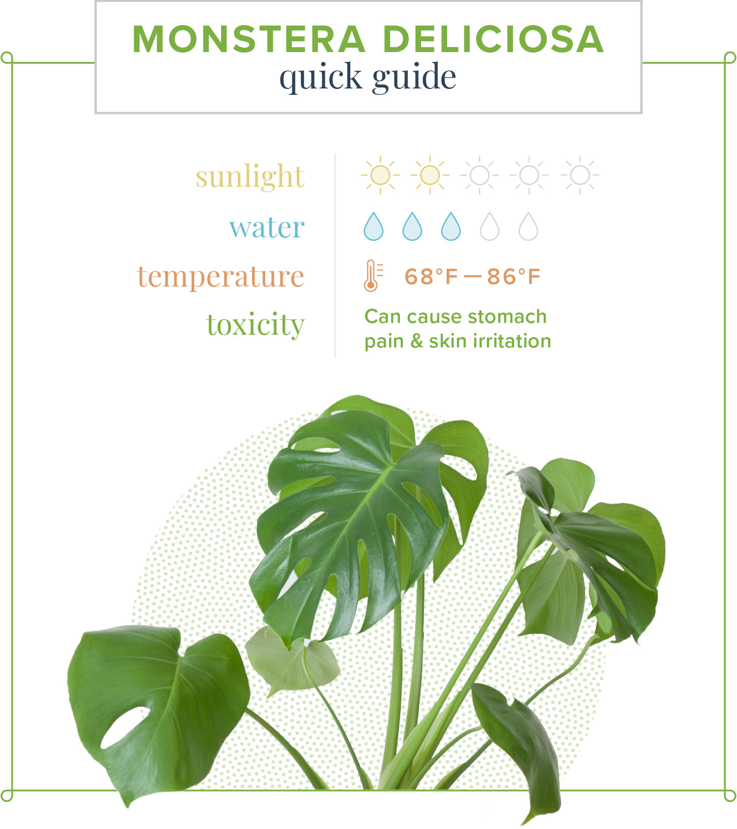 Monstera Deliciosa Temperature Range: Simple Care for Big Leaves