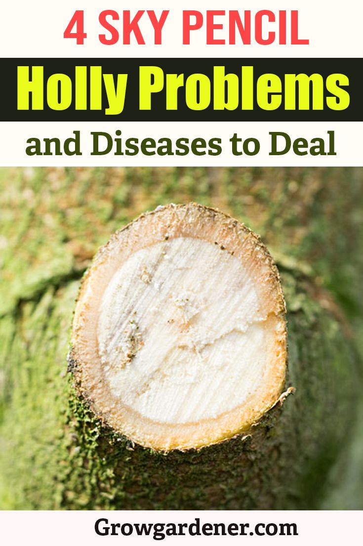 Common Sky Pencil Holly Diseases and How to cure them.