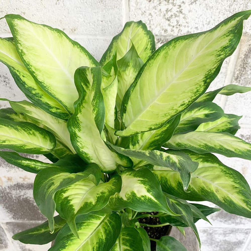 Need Dieffenbachia Camille Care Help? Get Simple Growing Advice!