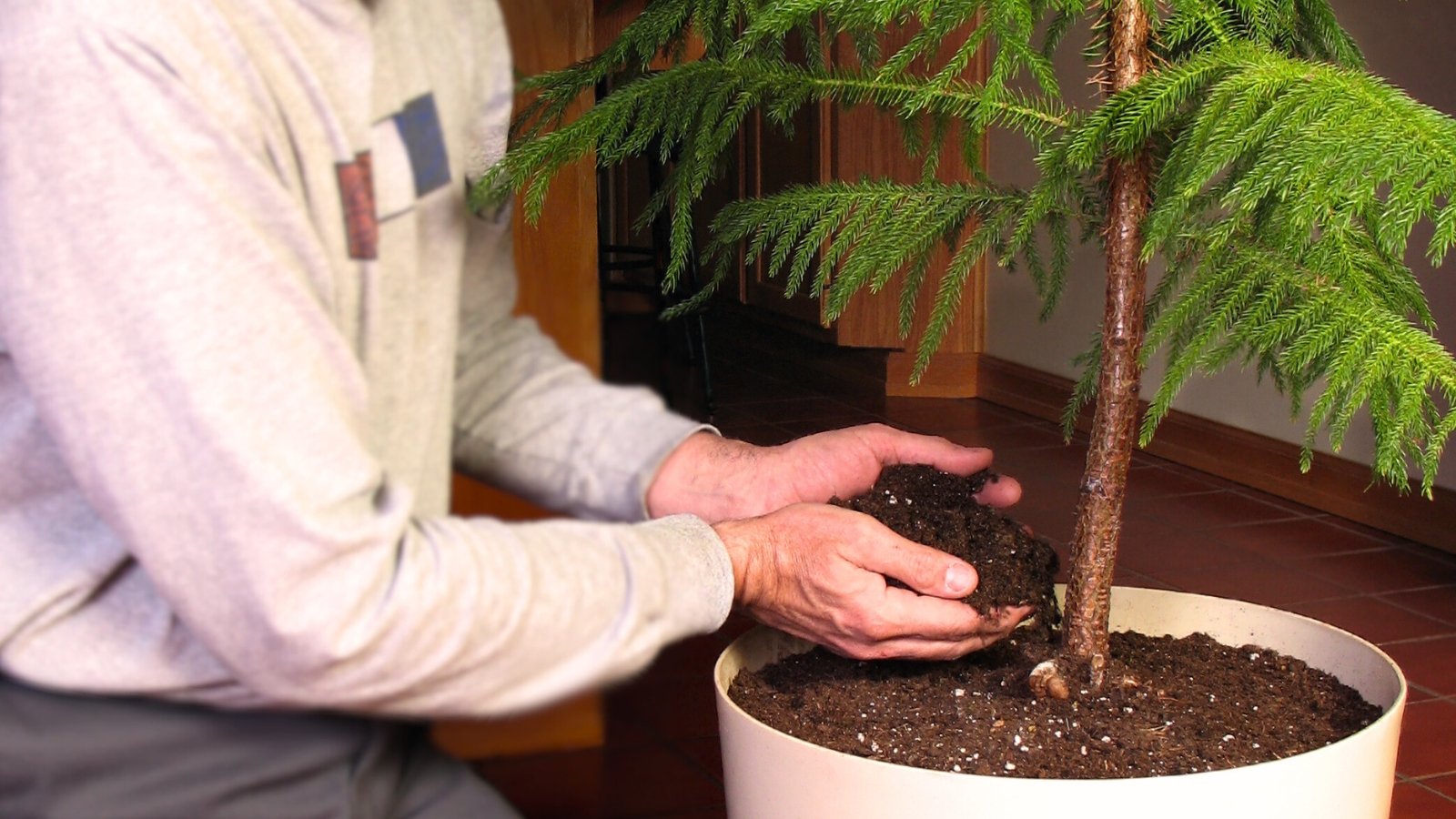 Norfolk Island Pine Repotting Made Easy (Avoid These Common Mistakes)