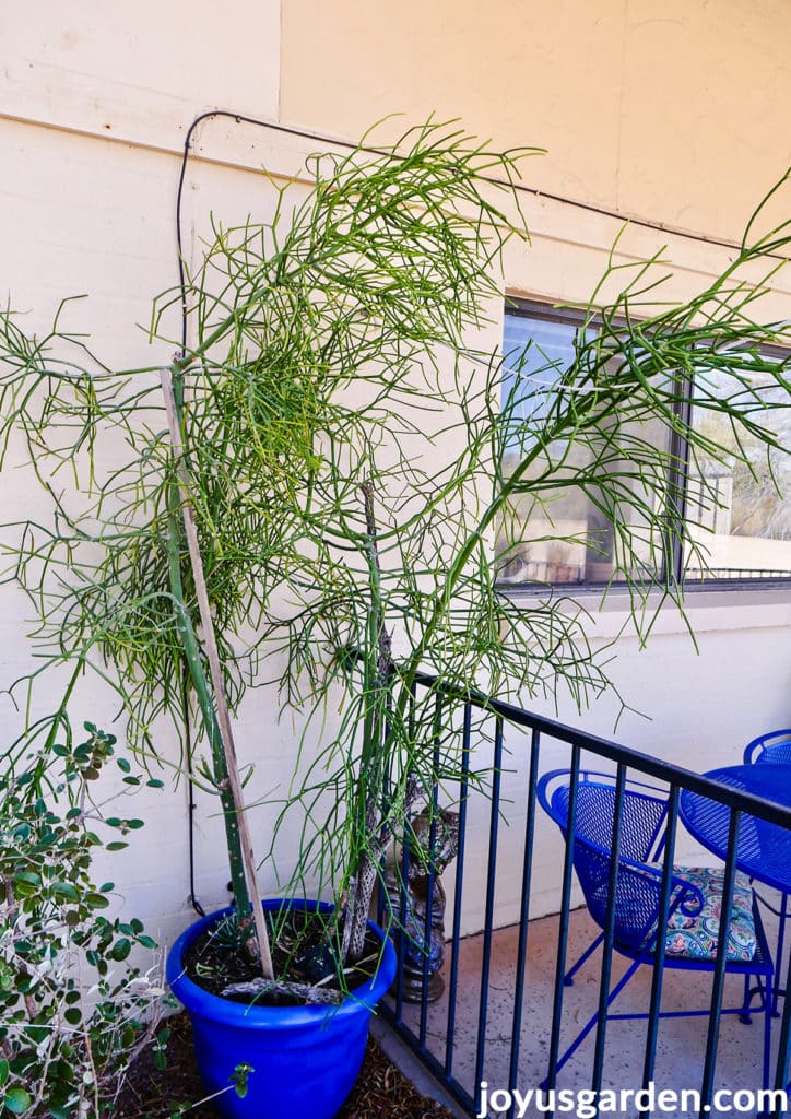 When to Do Pencil Cactus Pruning? (Best Time and Methods for You)