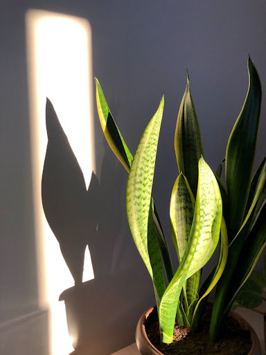 Snake Plant Light Needs: How Much Sunlight Does a Snake Plant Need to Thrive?