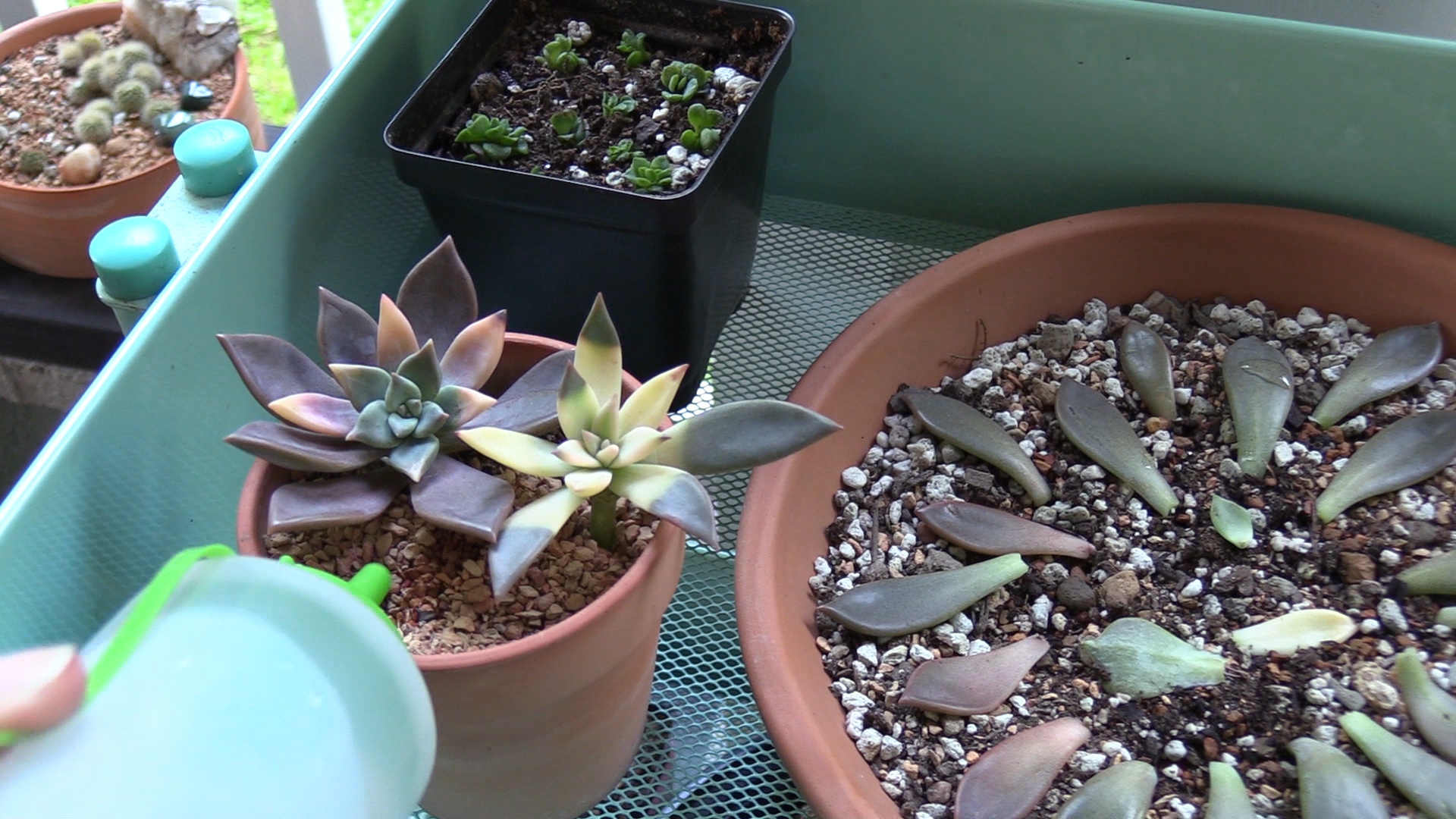Should you water succulents after repotting? Get the quick answer here!