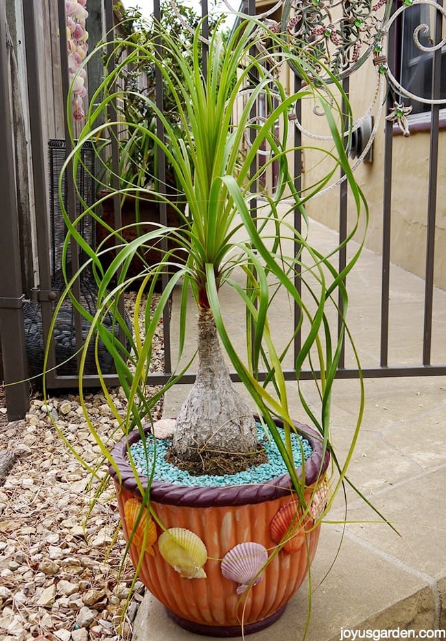 Awesome Ponytail Palm Plant Stand Design(Easy Guide)
