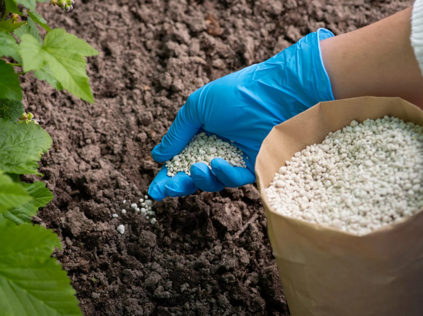 Molly Plant Fertilizing Time: Get the Timing Right easily!