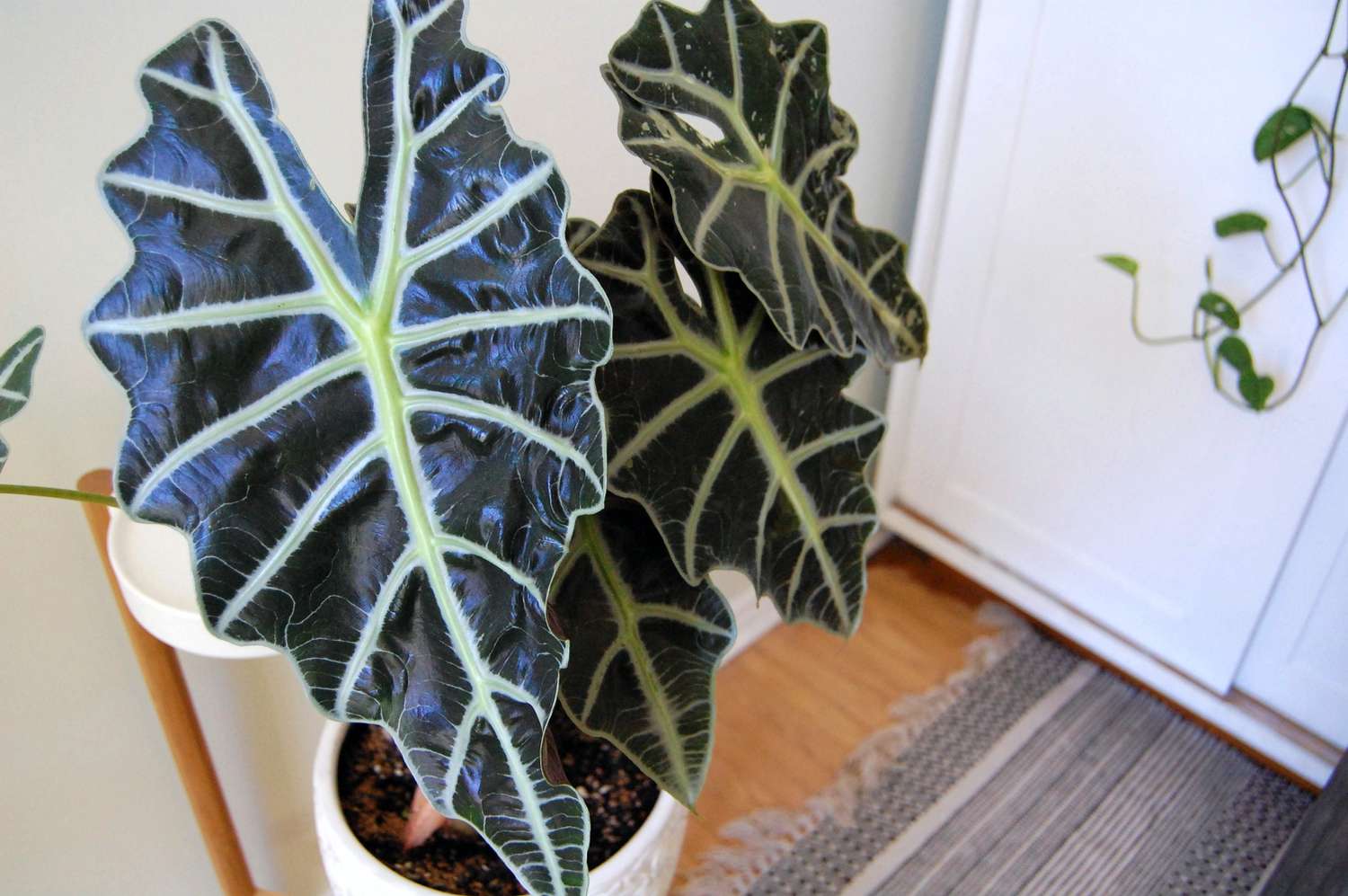 Alocasia Care Indoor: How to Grow Stunning Alocasias!
