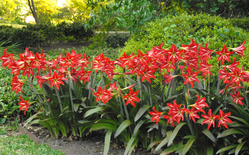 Best Time to Plant Flowers in Texas: Secrets for Blooming Success.