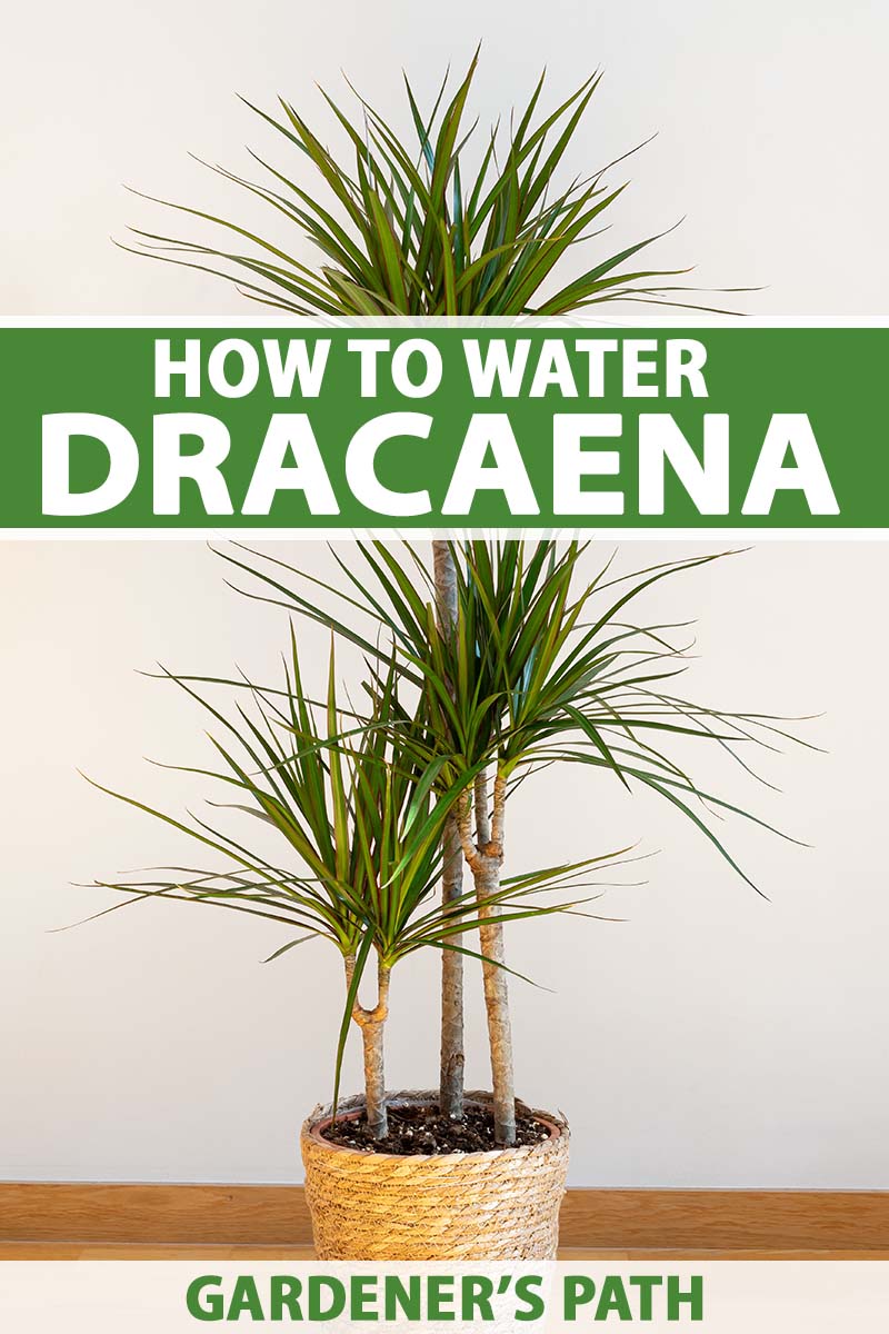 Dracaena Marginata Watering: How Often Should You Water Your Dragon Tree?