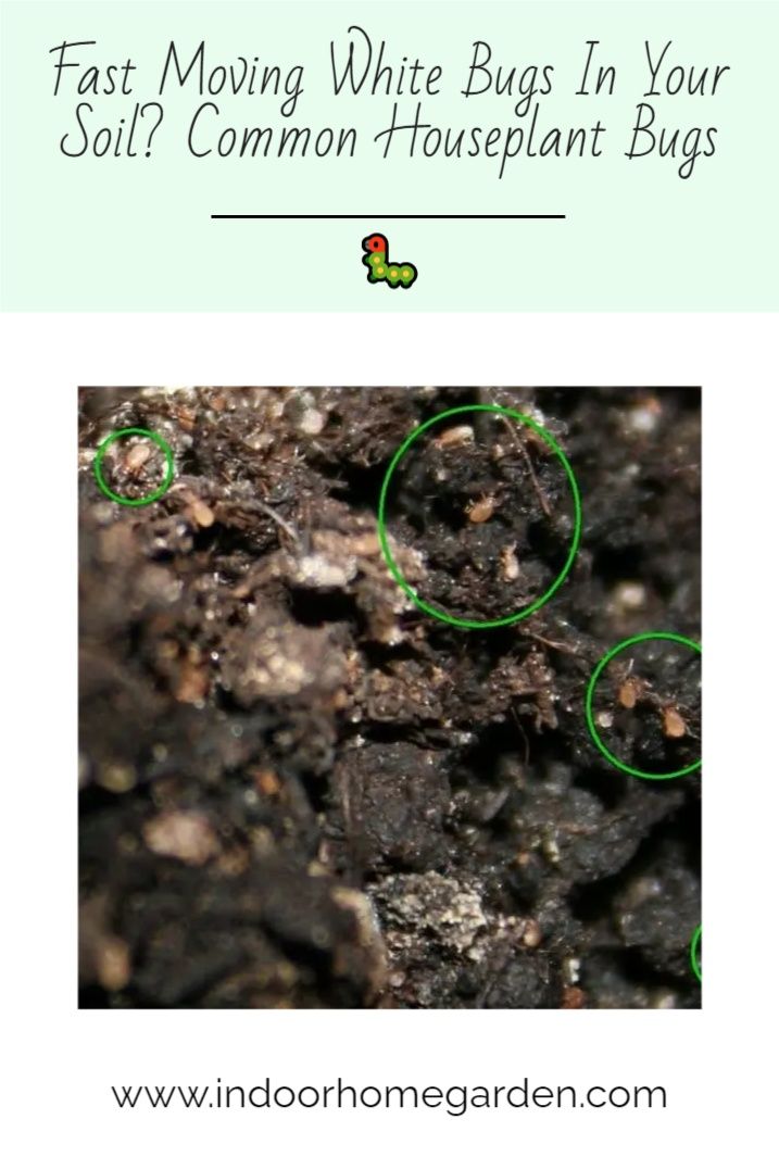 Common Bugs on Soil: How to Identify and Eliminate Them Fast