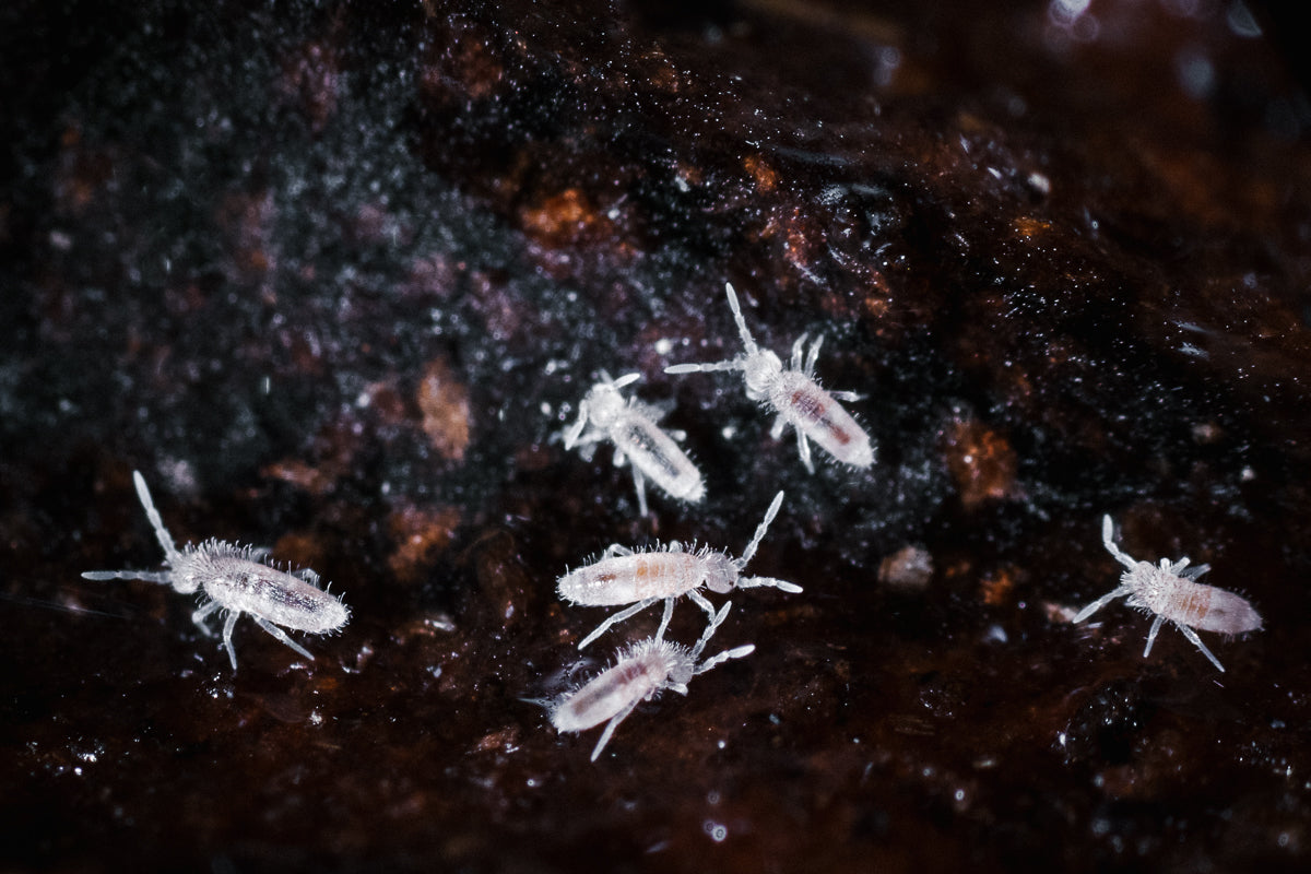 Common Bugs on Soil: How to Identify and Eliminate Them Fast