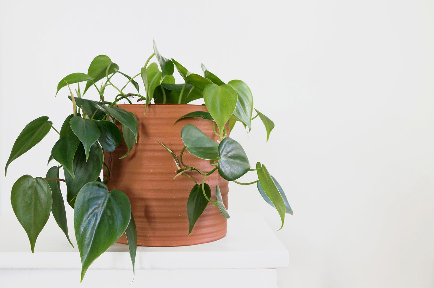 Philodendron Low Light: Easy Care Tips for Thriving Indoor Plants!