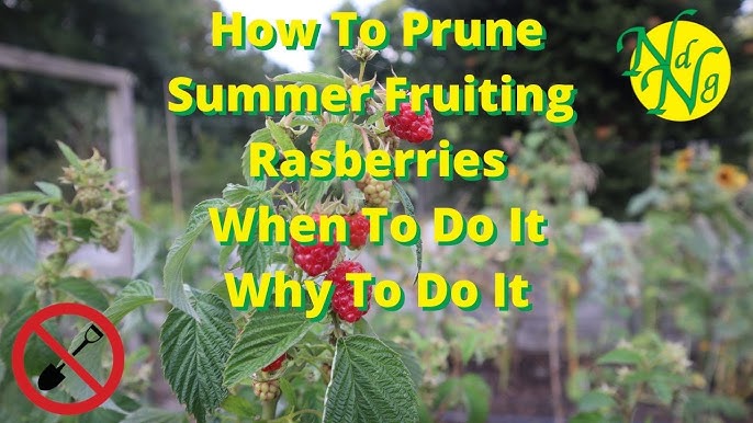 Need Help With Pruning Summer Raspberries? | Check Out This Beginners Guide