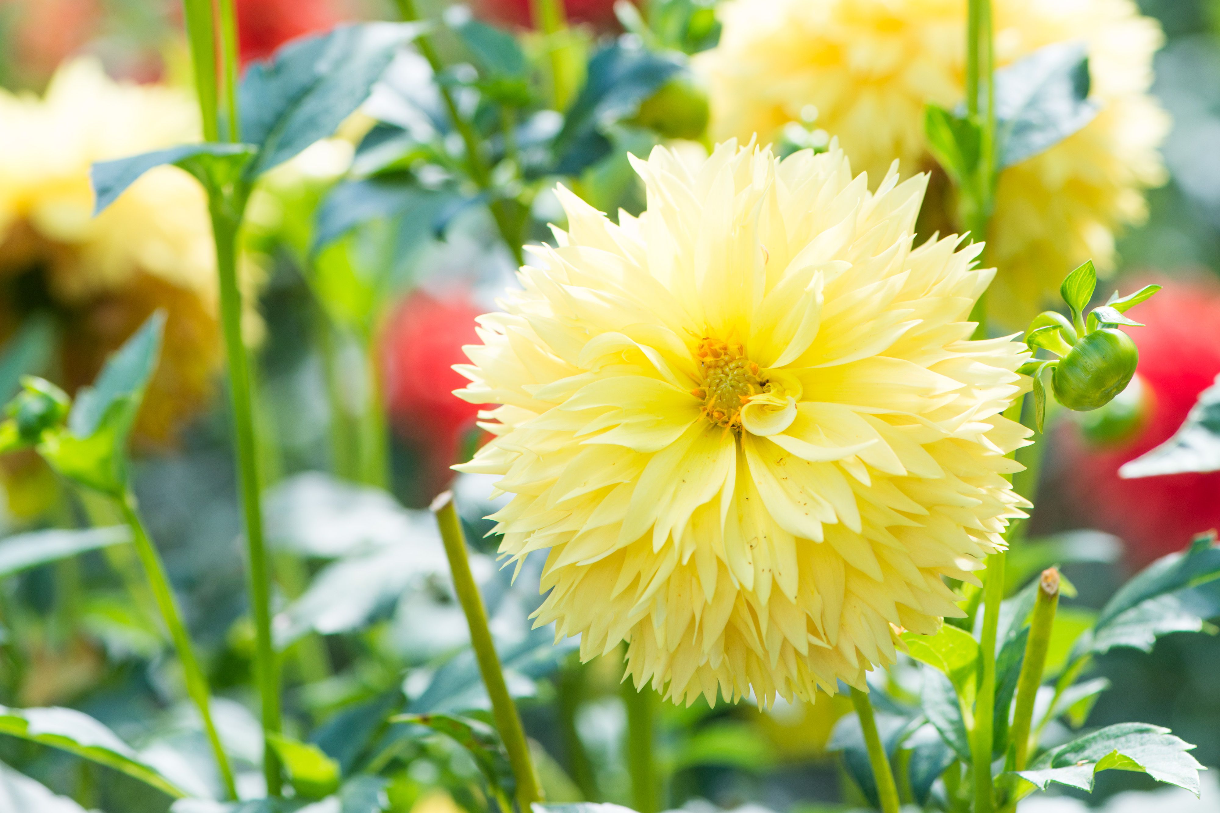 Best Yellow Flowering Plants in Florida : Find Your Perfect sunny Blooms!