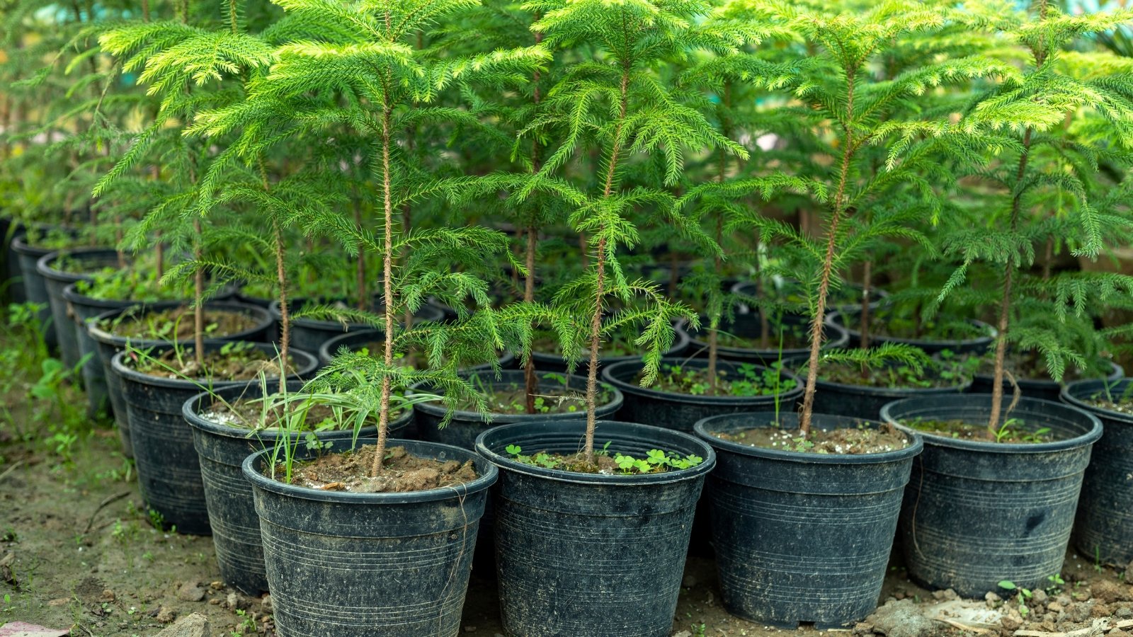Norfolk Island Pine Repotting Made Easy (Avoid Mistakes and Grow a Healthy Plant)
