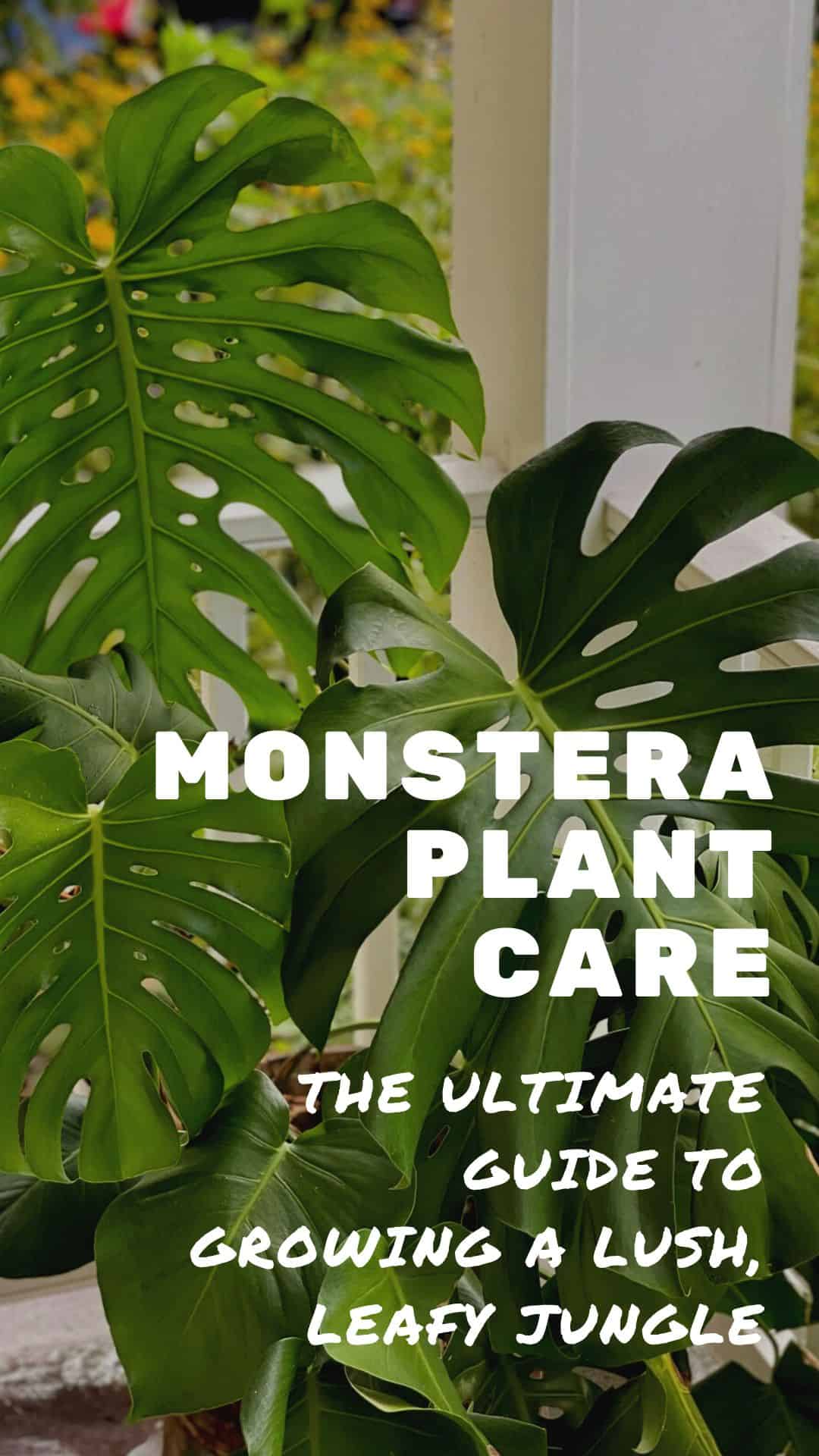 Monstera Outside Temperature Guide: Simple Tips to Keep Your Plant Happy Outdoors!