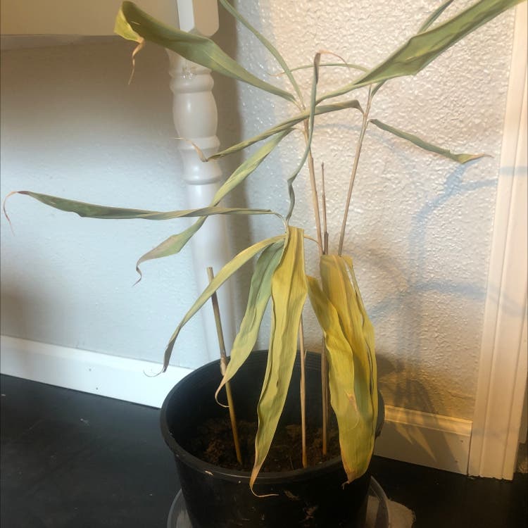 See Bamboo Diseases Photos, Learn to Spot & fix the signs.