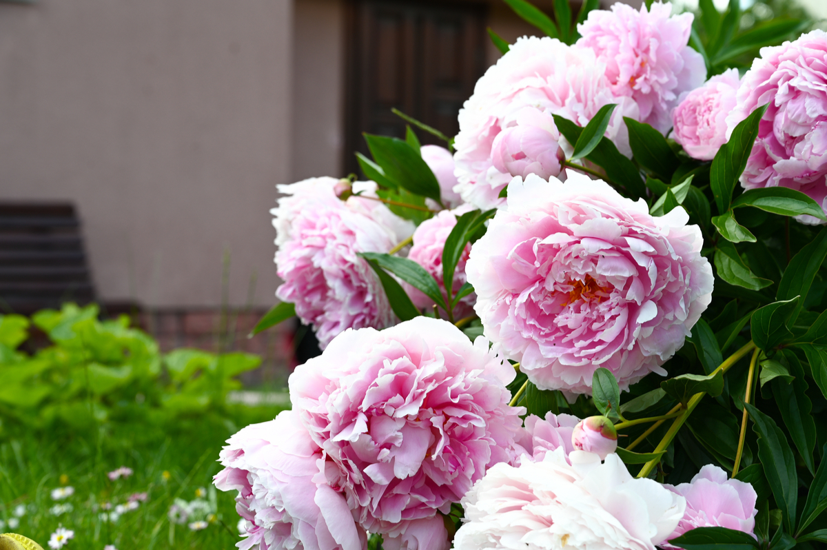 Done Blooming? Essential Care of Peonies After Blooming for Beginners.