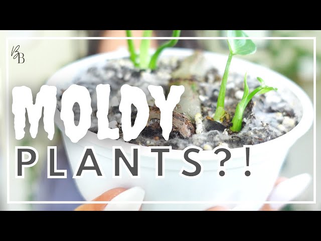 What is flowerpot fungus? (Easy guide for beginners)