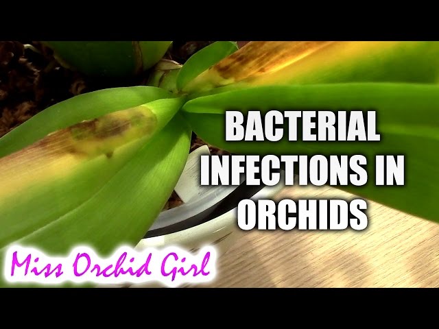 See Orchids Diseases Pictures & Learn Easy ID Tips.