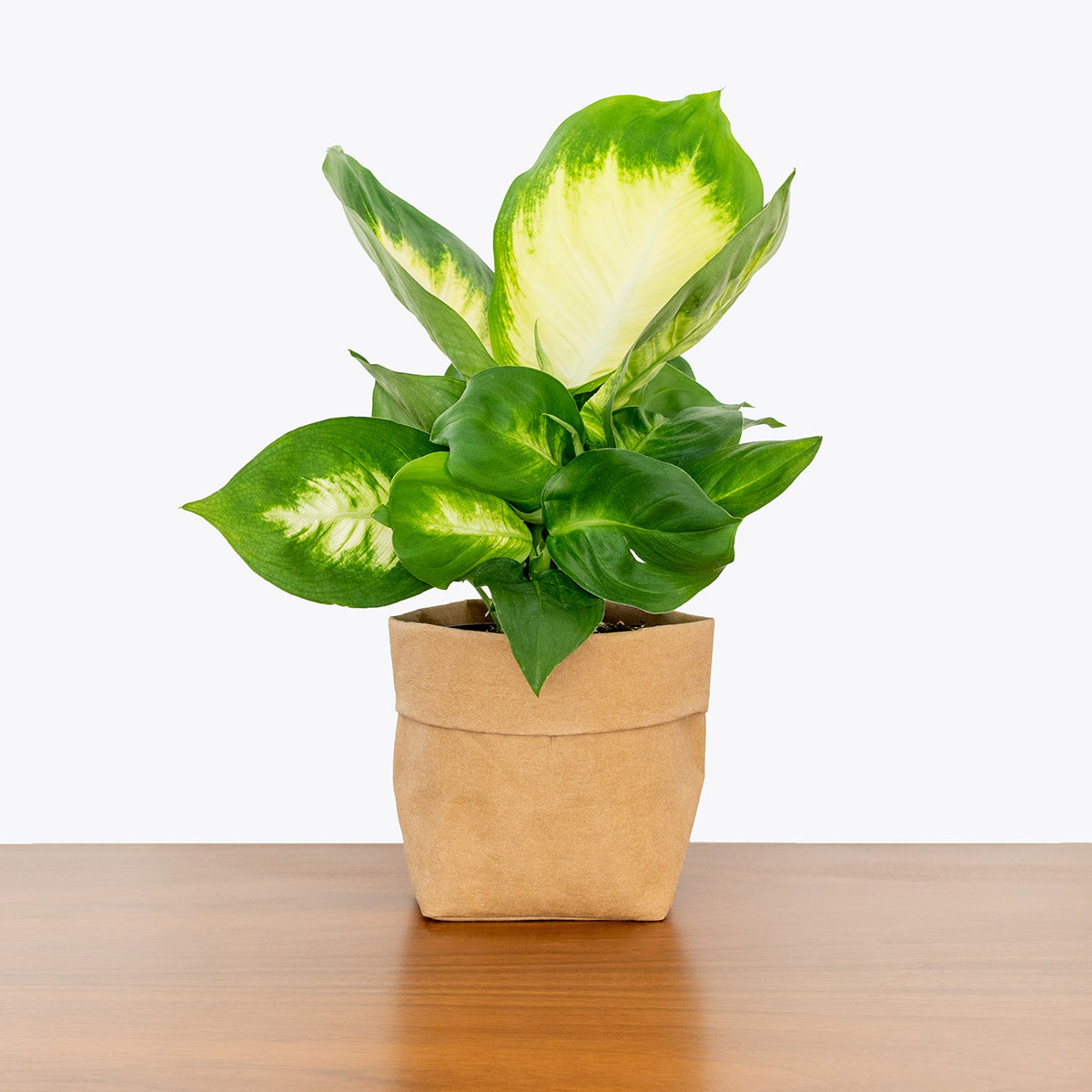 How to Master Dieffenbachia Panther Care (Simple Steps for Watering, Fertilizing, and More)