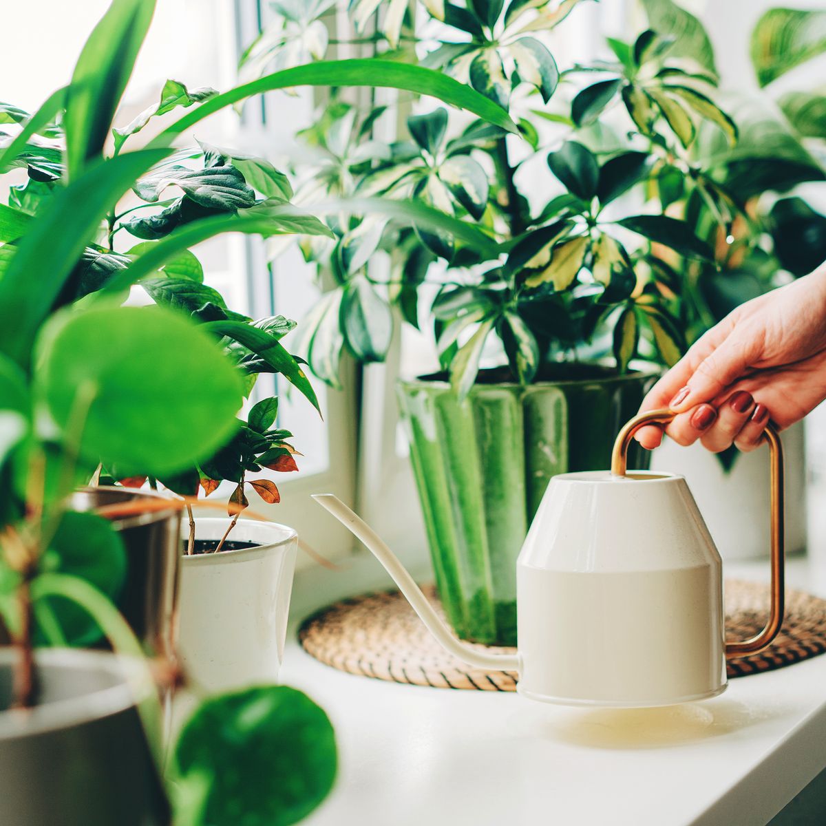 Expert Advice: Best Practices for Fertilizing Indoor Plants in Winter