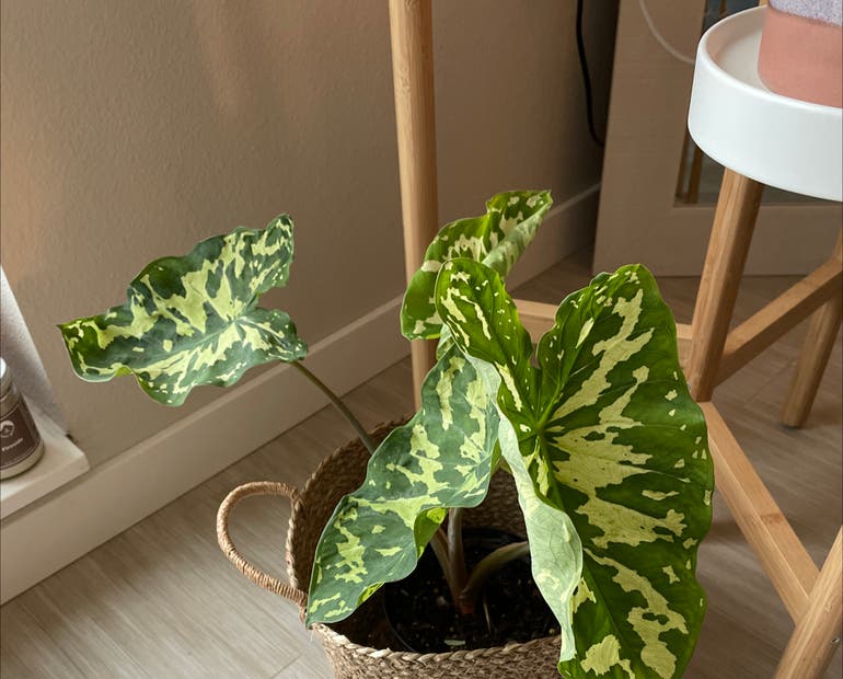 Whats the Ideal Alocasia Temperature Tolerance? Find Out Here!