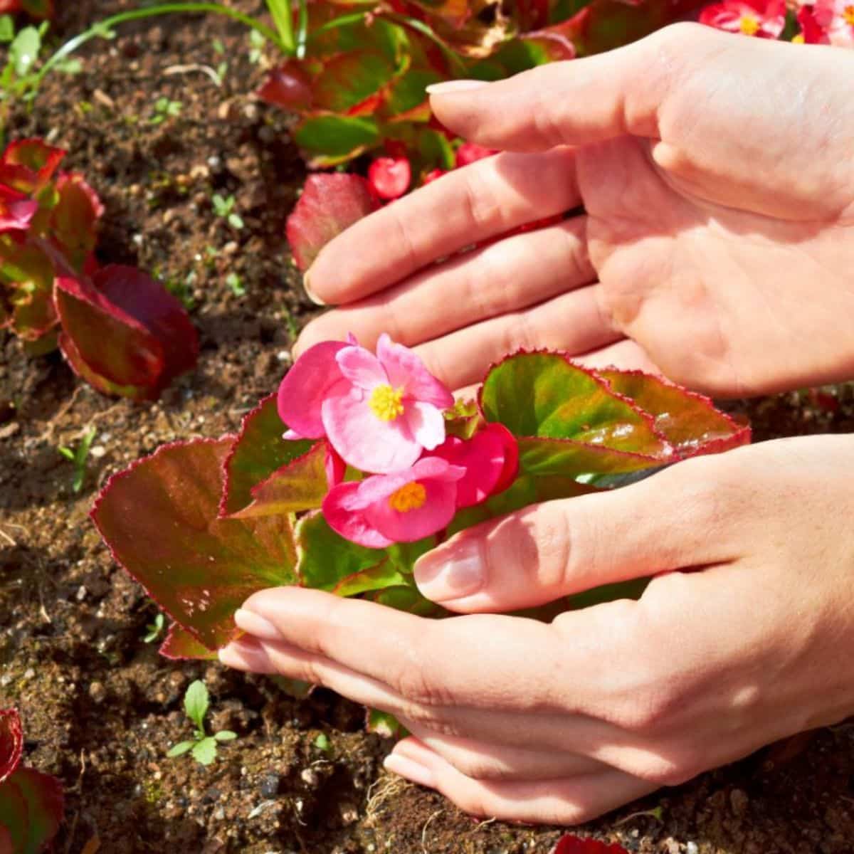 Low Temperature for Begonias: Easy Guide for Beginners about Cold Hardiness.