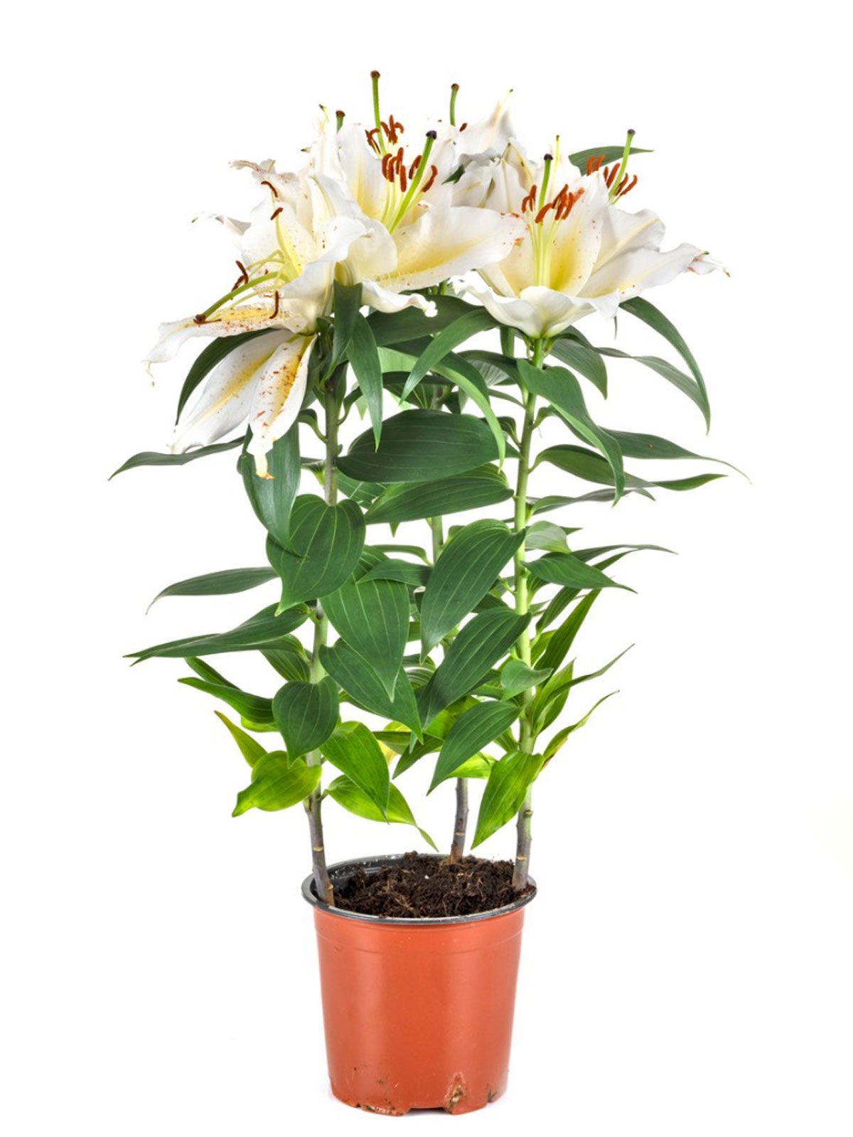 How to Care for Oriental Lily Plant Indoors: Grow Beautiful Lilies in Your Home