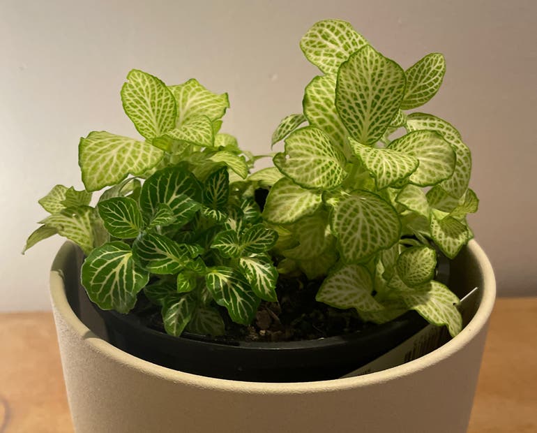 Your Fittonia Needs This Soil Mix! (Easy Guide to Blending the Perfect Potting Medium)