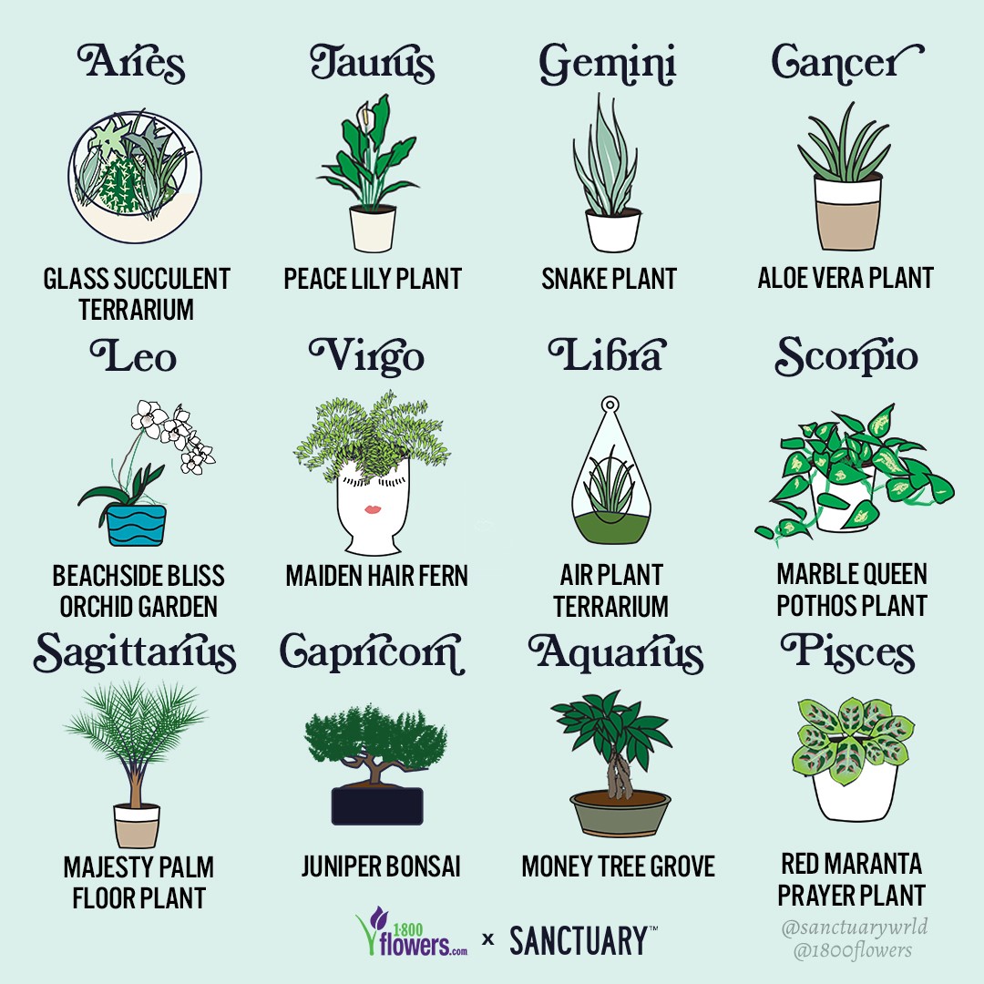 What are the Luckiest Pisces Plants? Find Perfect Greenery Here!