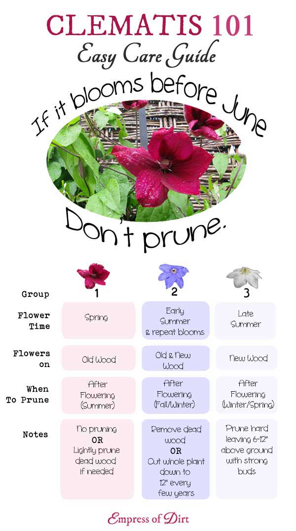 Clematis Care in the Fall: Easy Tips for Healthy Vines!