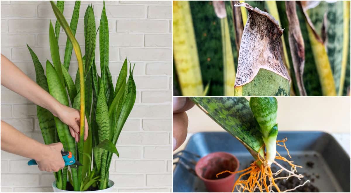 Is Your Snake Plant Sick? Learn About Sansevieria Plant Diseases.