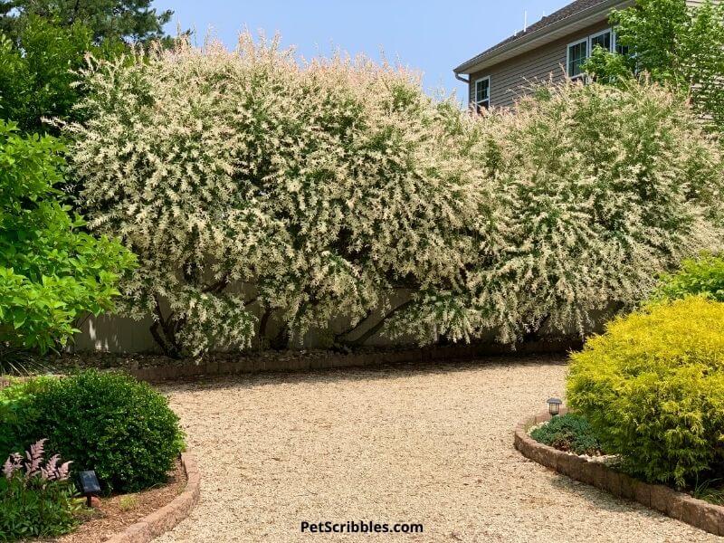 Dappled Willow Pruning Mistakes to Avoid (Keep Your Tree Happy & Thriving)