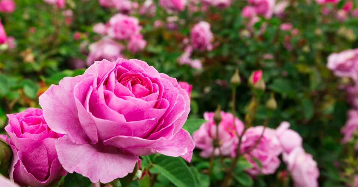 Do Roses Need Pesticide? Learn Easy Care Tips for a Beautiful Rose Garden!