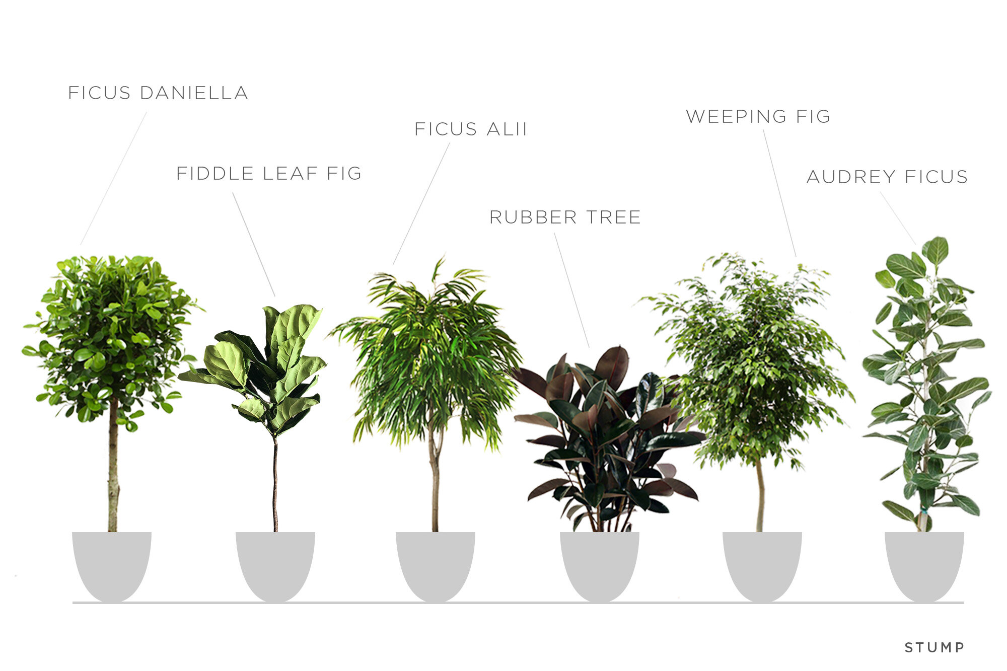 Ficus Audrey Standard vs Fiddle Leaf Fig: Which Is Best?