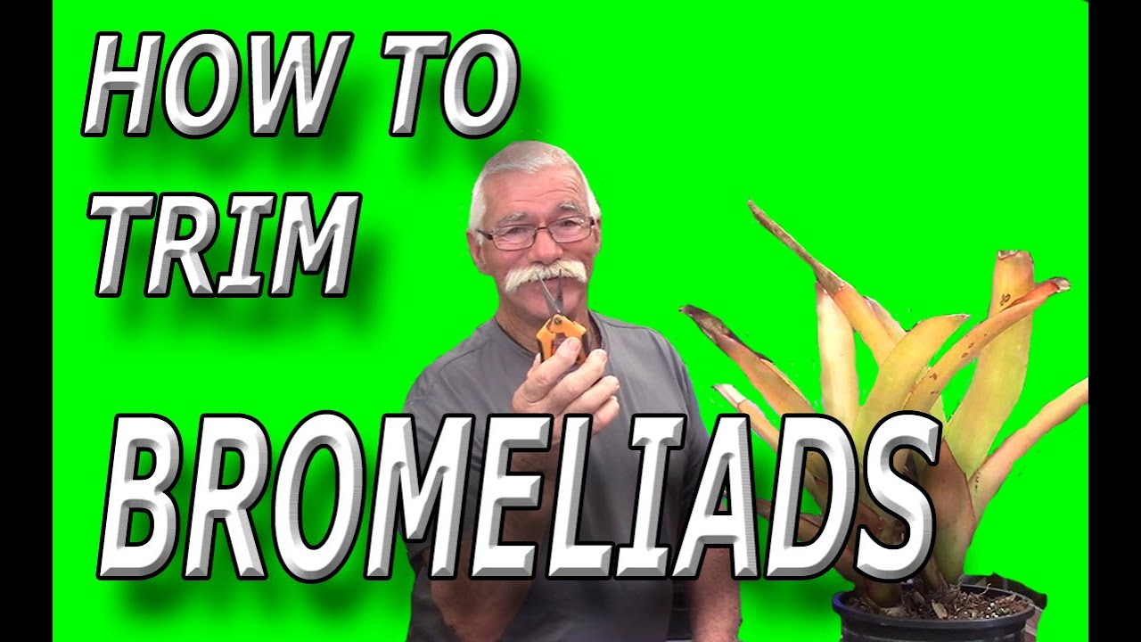 Bromeliad Pruning: Get Rid of Dead Leaves (Easy Way)!