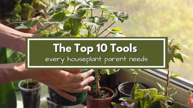 Top-Rated house plant tools: What Experts Recommend Now!